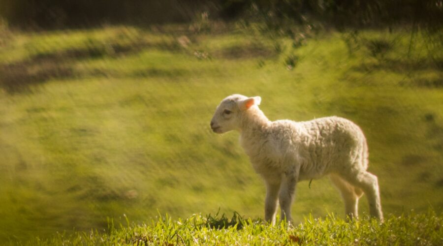 white lamb on green grassland during daytime