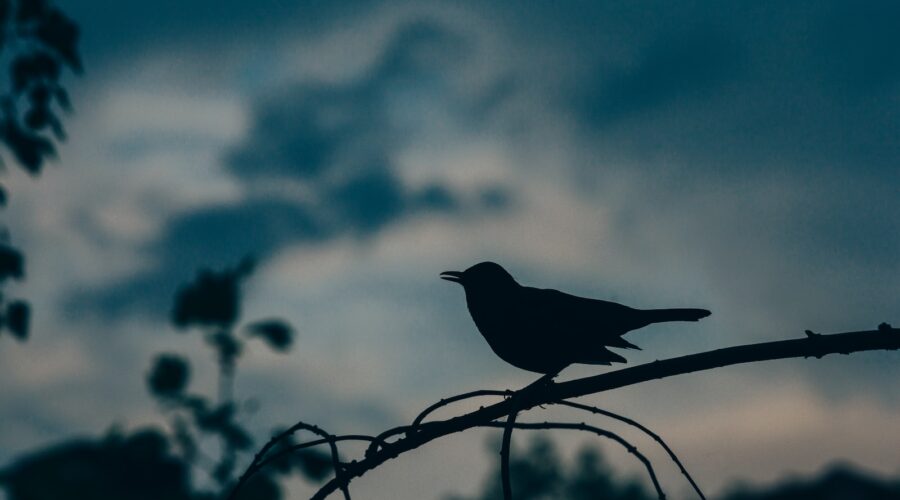 silhouette of bird perched on tree