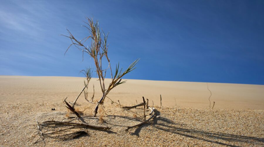 dried tree in the middle of desert