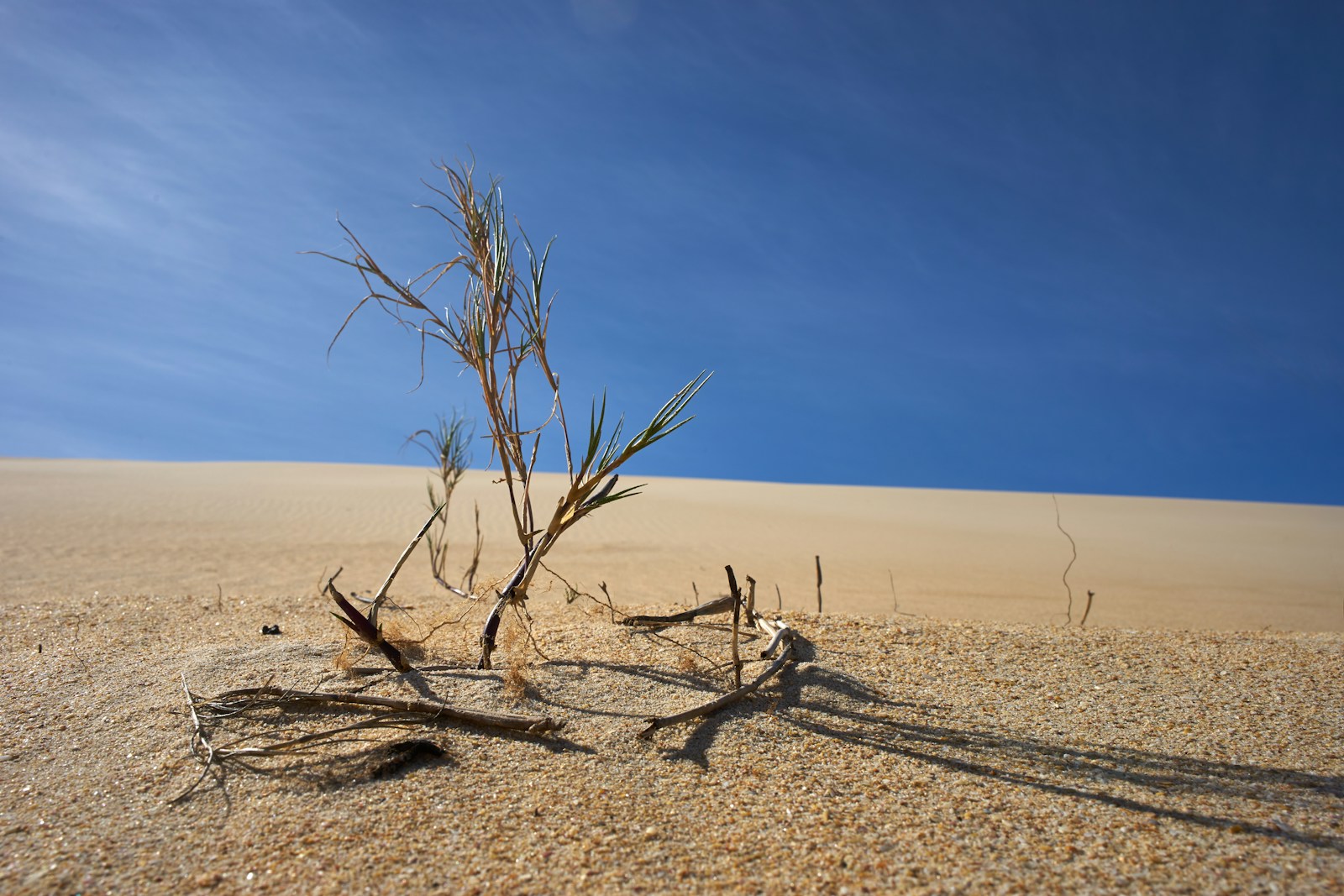 dried tree in the middle of desert