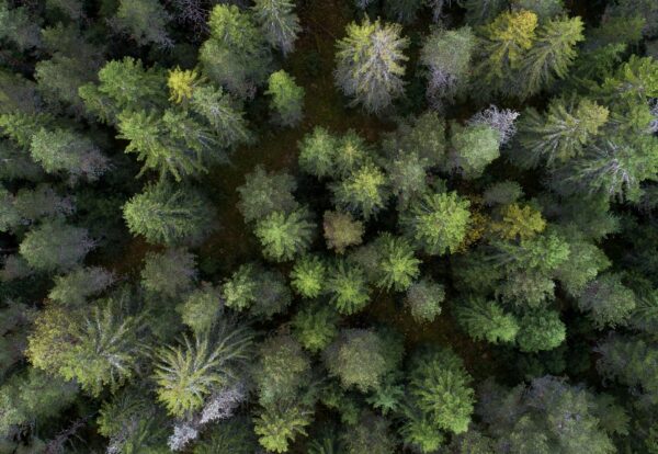 aerial photo of trees