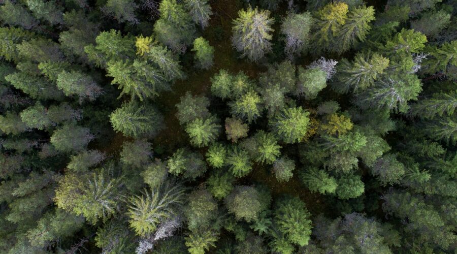 aerial photo of trees