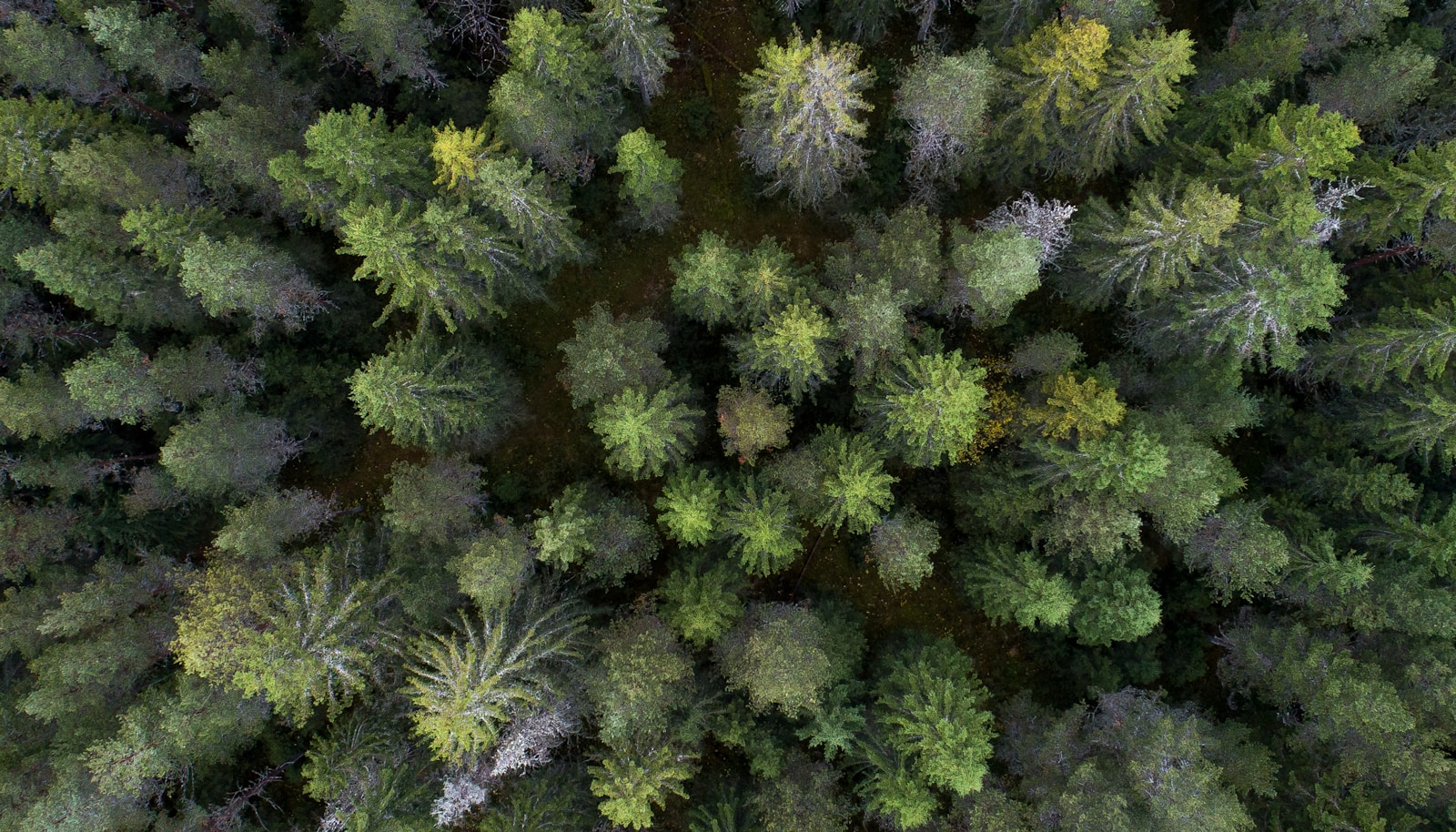 aerial photo of trees