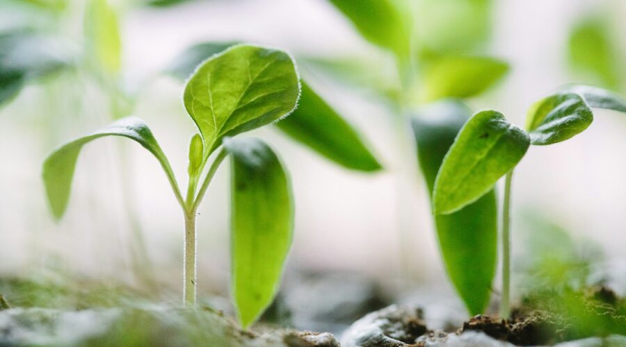 green plants on soil