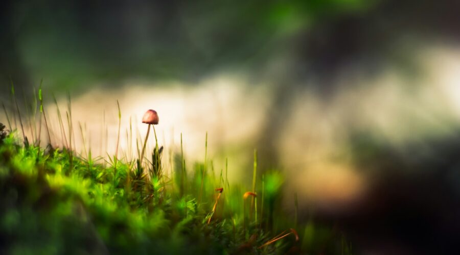 brown mushroom on green grass during daytime