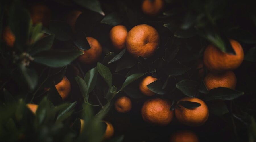 a group of oranges growing on a tree